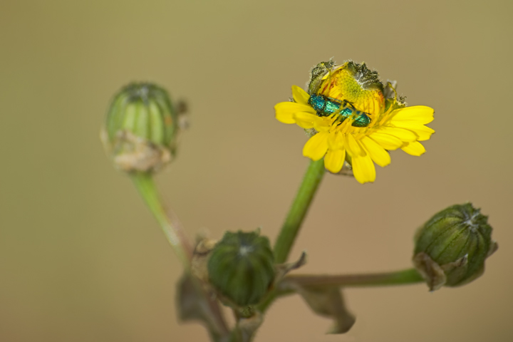 Accoccolato in orbita