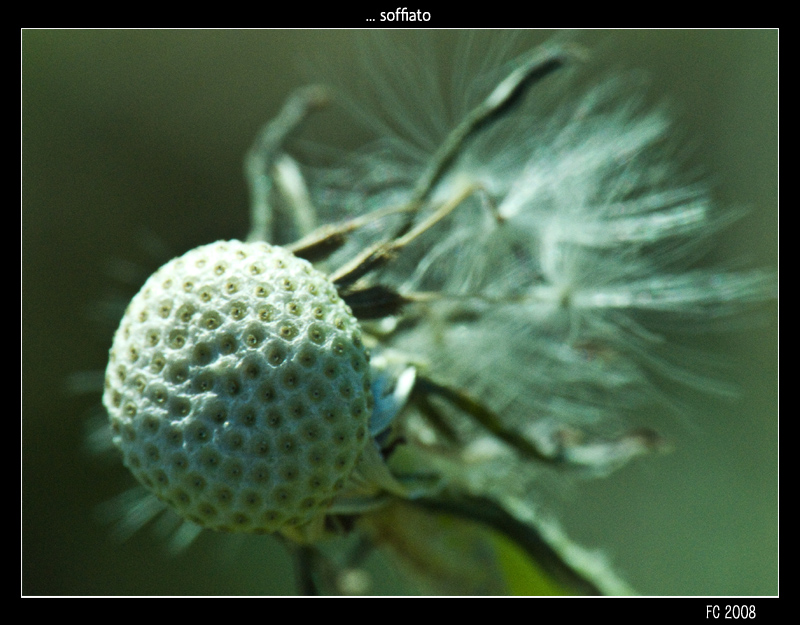 ... soffiato