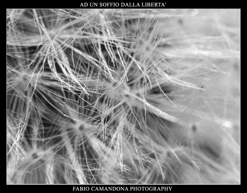 ad un soffio dalla libert�
