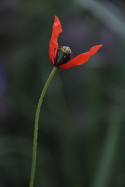 due petali rossi - 1