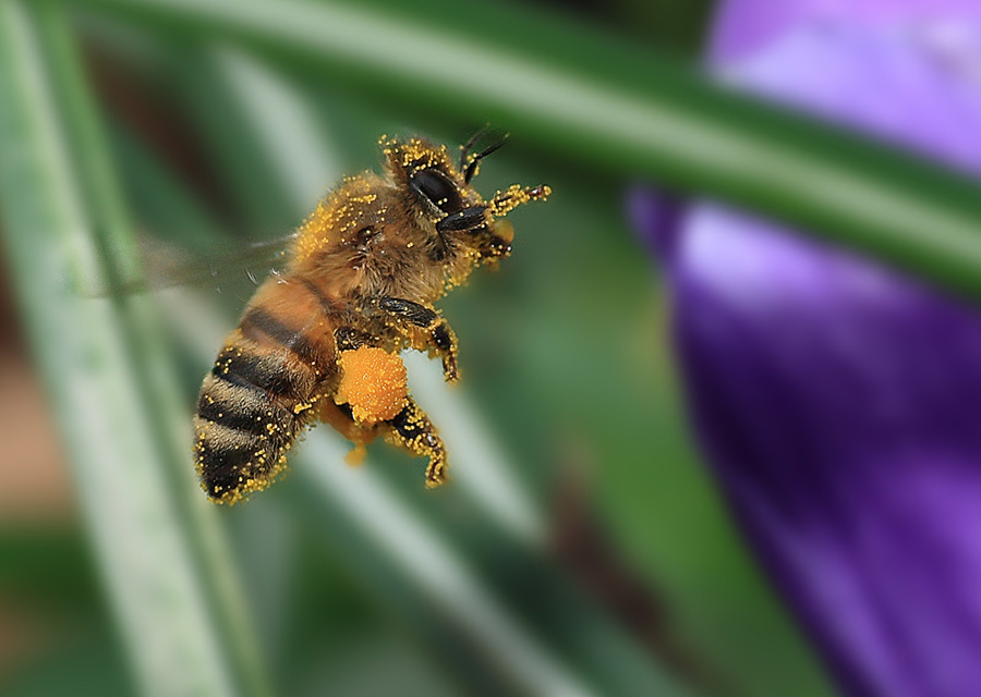 Impennata per sovraccarico...