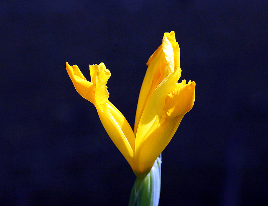 TRE DI FIORI IN GIALLO
