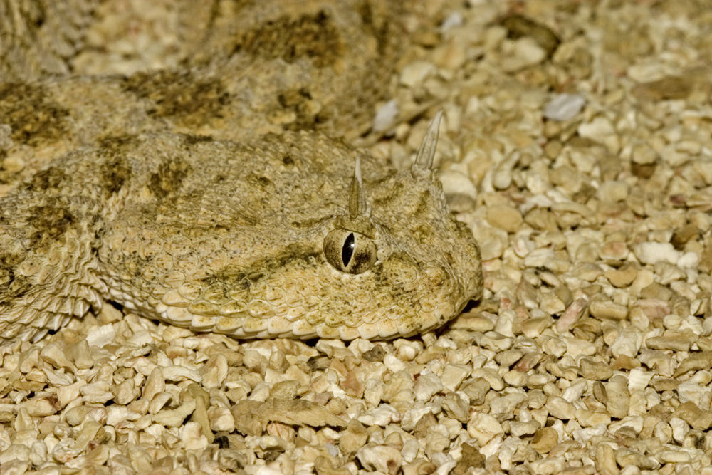 Cornuto? Si ma non troppo....