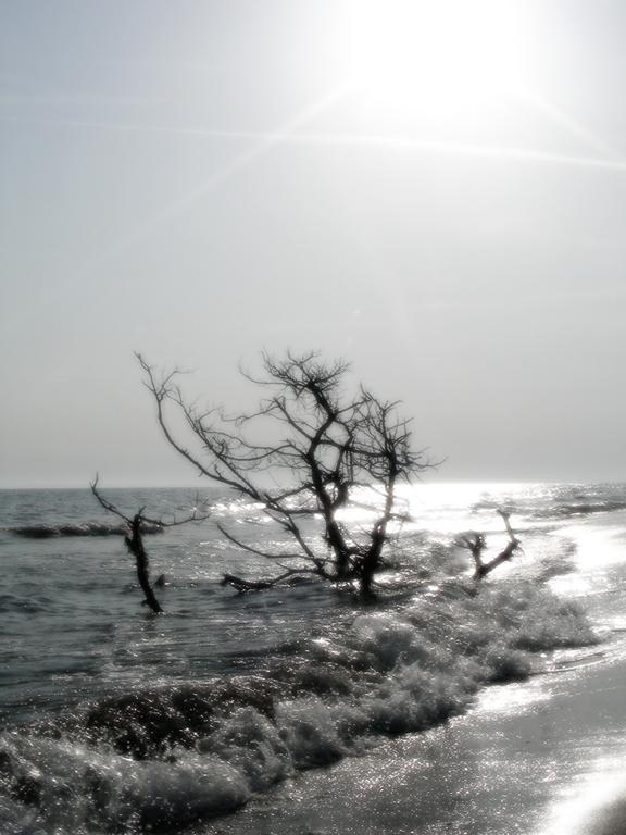 Marina di Alberese, 2007
