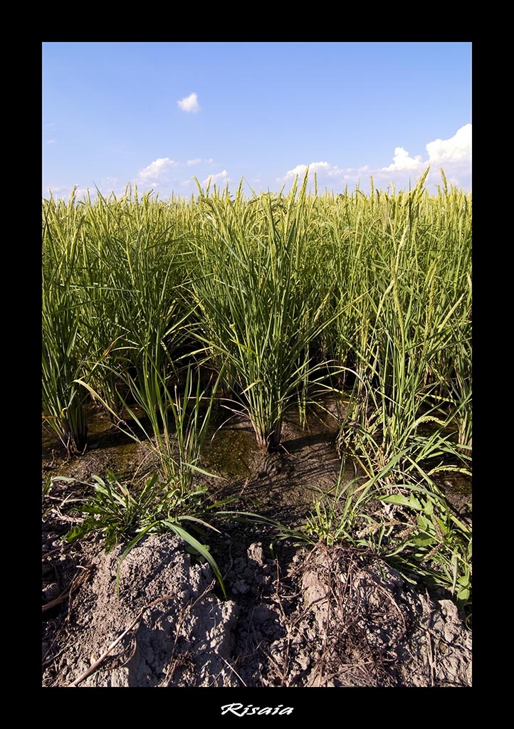 Risaia