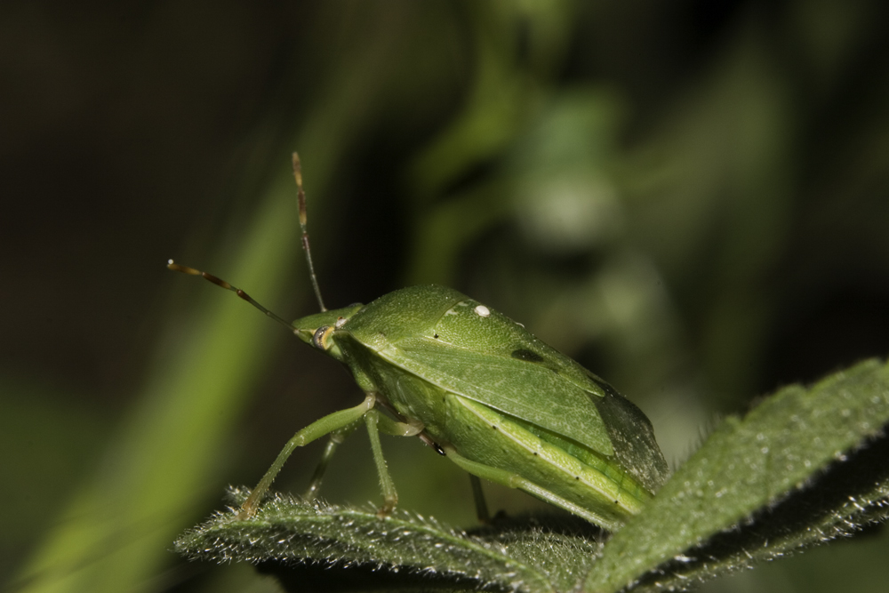 Adesso basta, me ne vado....