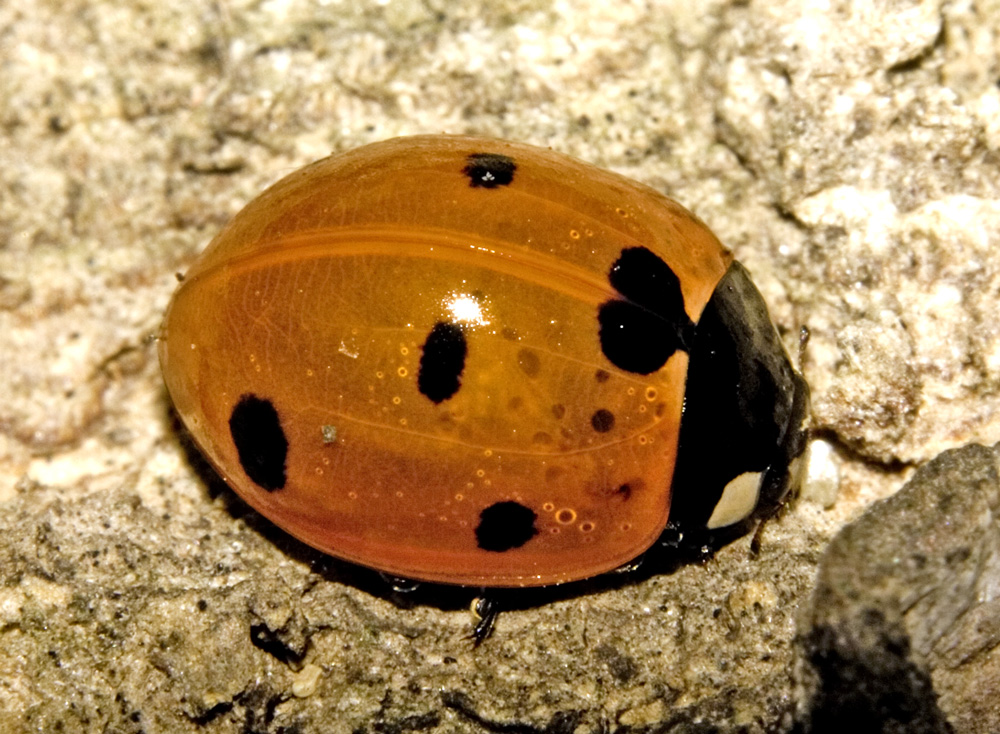 Cos� non mi avevate ancora visto.....