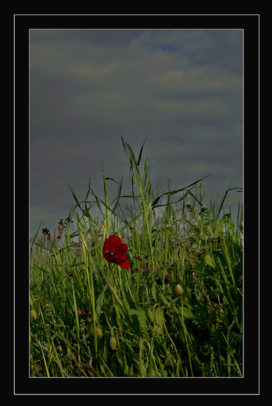 Una MACCHIA di ROSSO