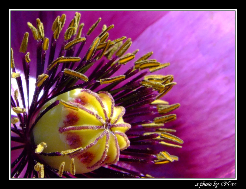 For Those I Never Knew