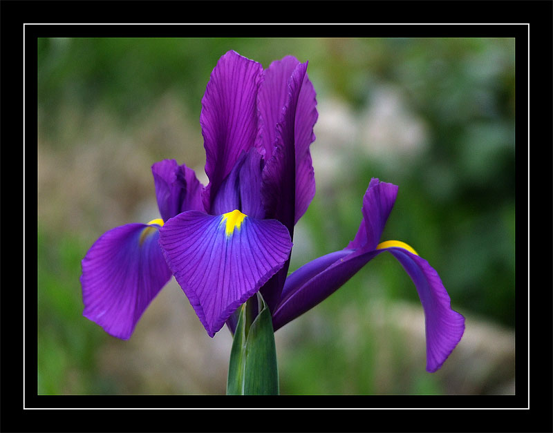 ancora iris