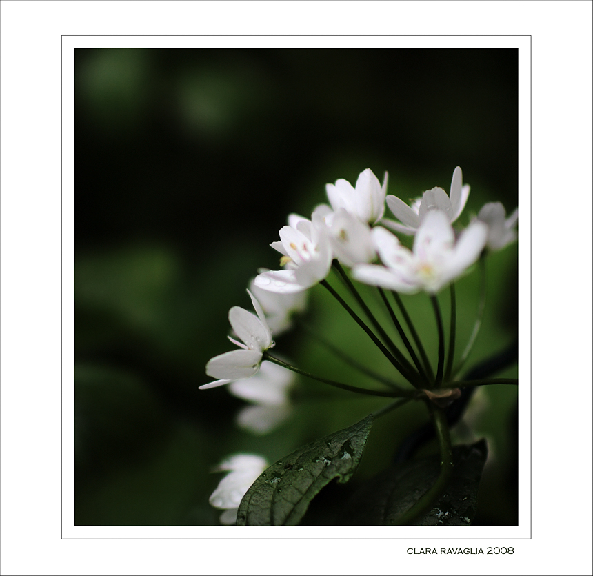 Candore.... nel sottobosco