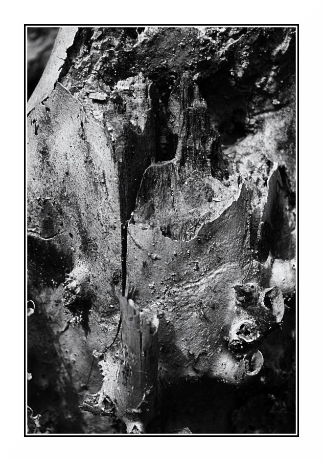 Bianco & Nero con materia vegetale