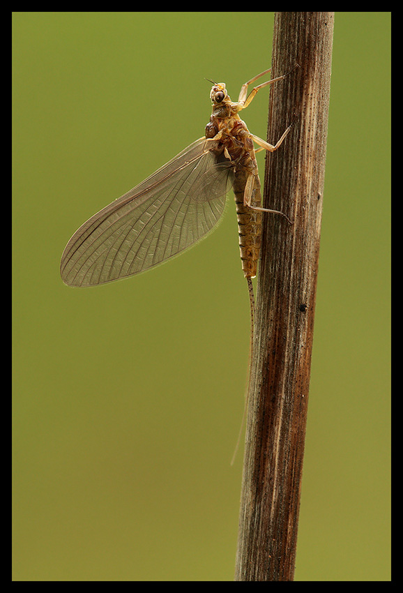 Effimera - Baetis rhodani