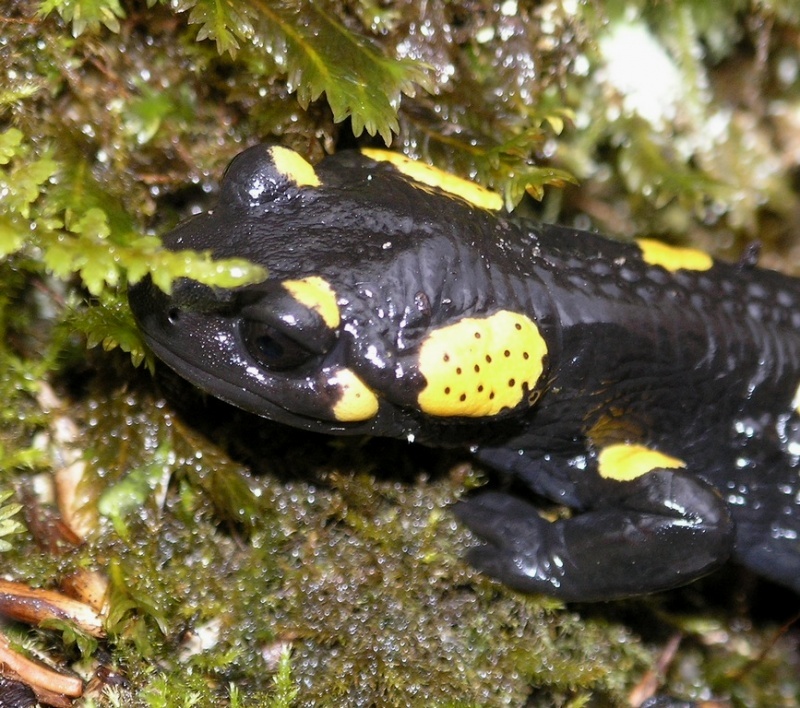 Salamandra