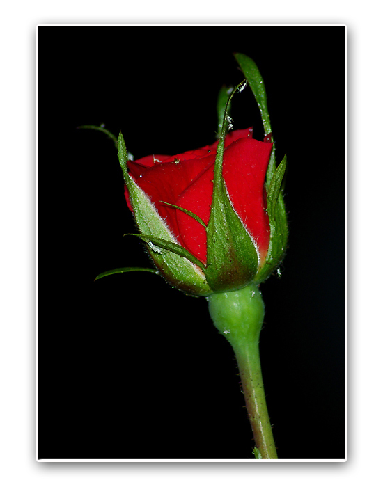 Rosellina con ospiti