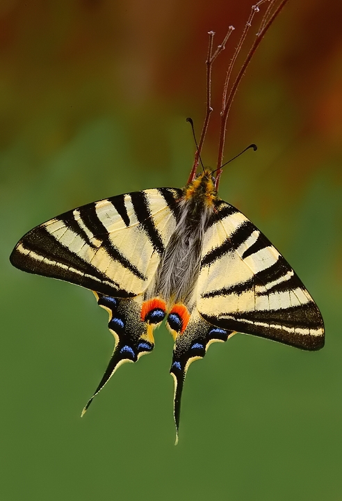 Semplice podalirio...