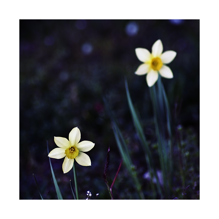 come folletti di notte