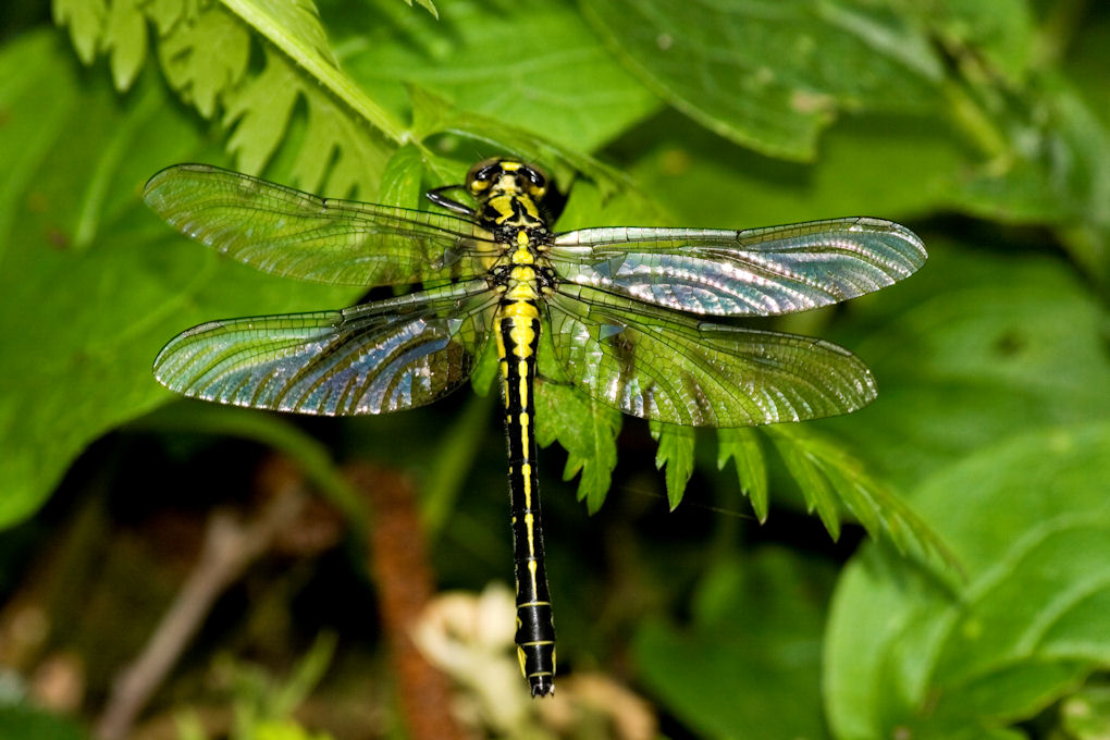 ...la mia prima (speriamo bene)!!!