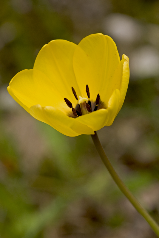 tulipano