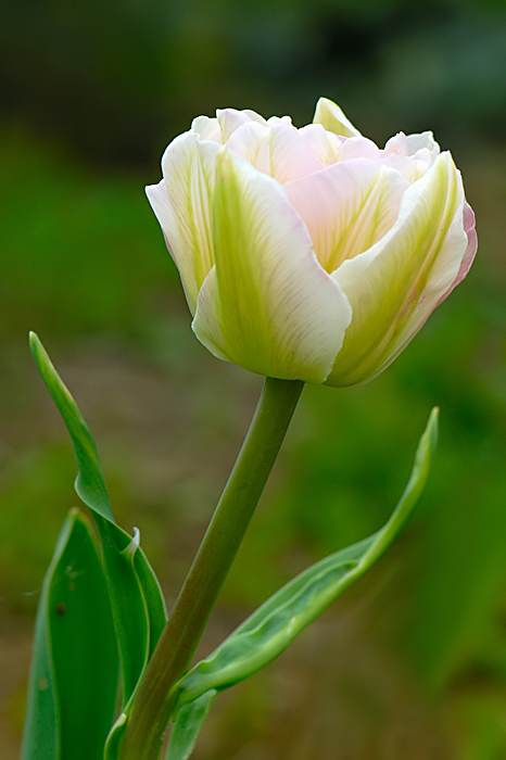 Tulipano variegato
