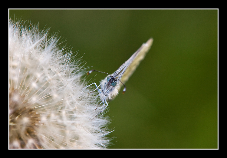 ..gli occhi blu del fiore