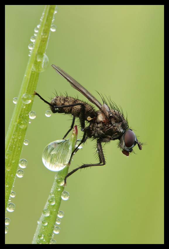 Dittero su stelo d'erba