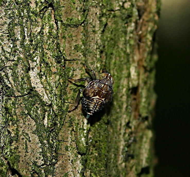 Primo post, insetto sconosciuto