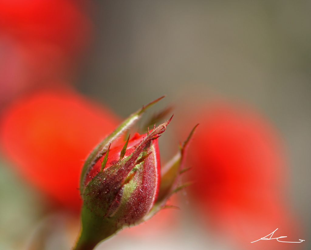 Quattro colpi di rosso
