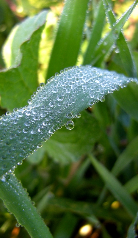 cristalli liquidi #2 (prove in macro)