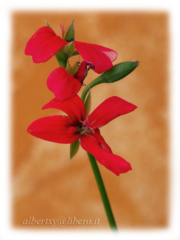 ..e per non fare un torto... il fiore di Cristina