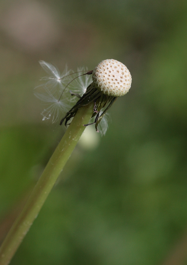 no crescina? hai hai hai