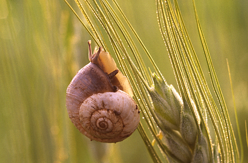 lumaca in controluce