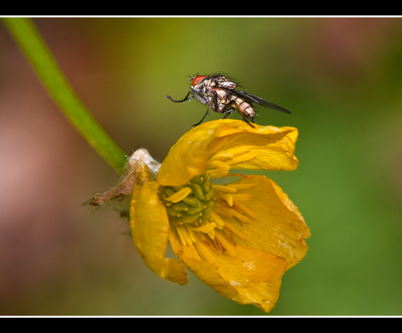 ..il gesto dell ombrello??!