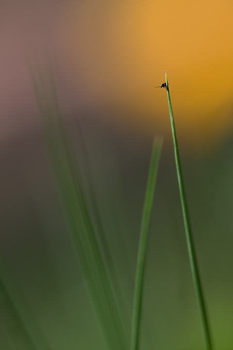 Colori, linee e poco pi�