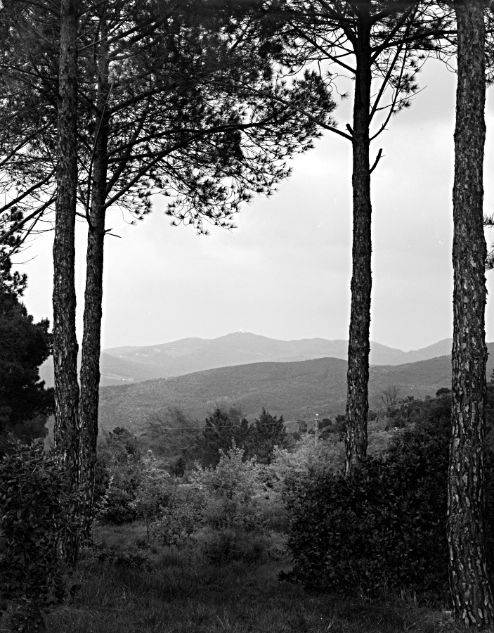 Colline Livornesi: Pineta