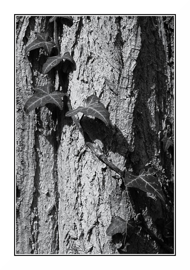 Bianco & Nero con tronco d'albero e rampicante # 2