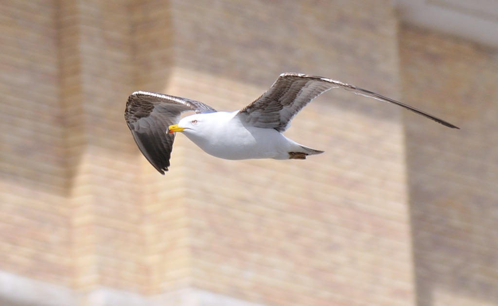 Le ali di S.Pietro 7