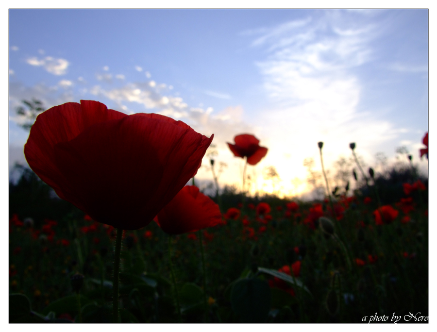 Il campo di Papaveri al tramonto (dal Basso)