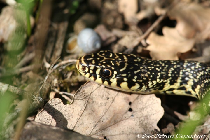 Primo piano del Biacco