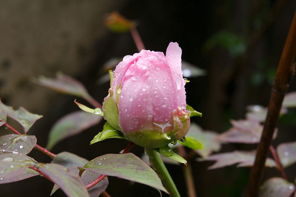 Peonia rosa