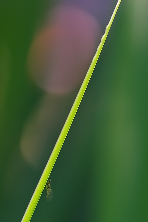 Colori e Trasparenze