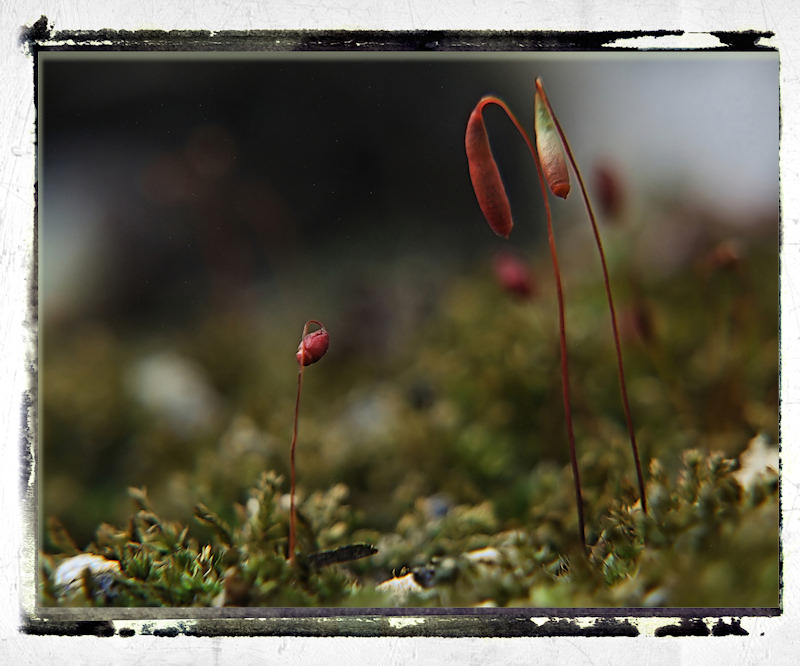 Piselli della natura patriottica!