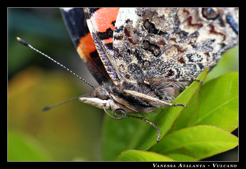 Vanessa Atalanta - proboscide