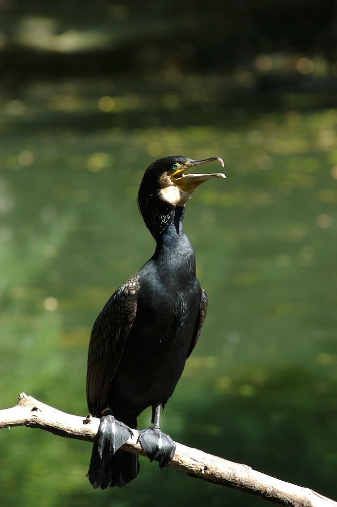 Cormorano (5)