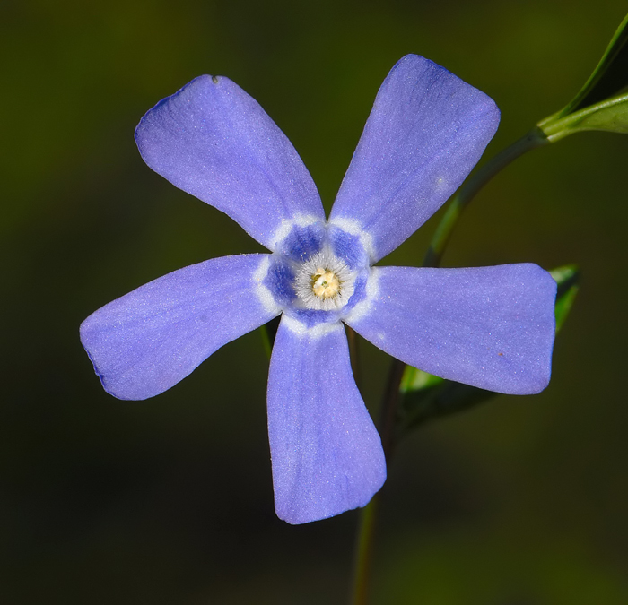 Pervinca minor