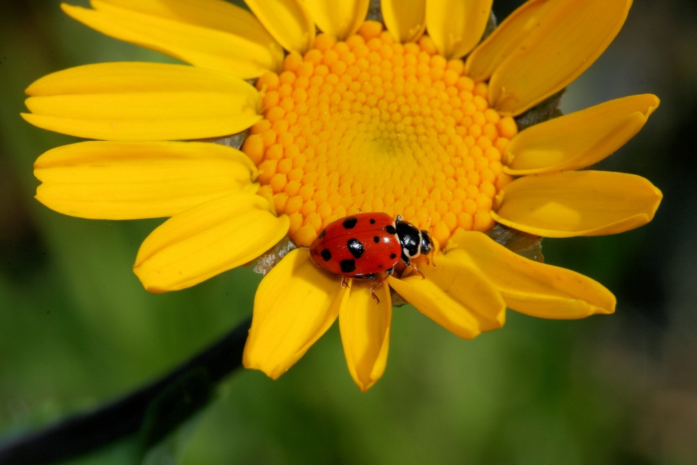 coccinella