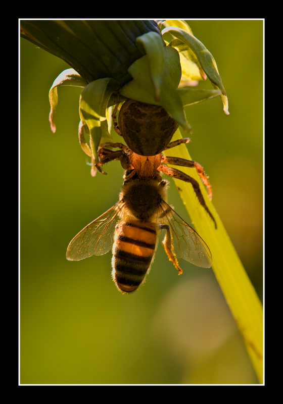 superquark presenta:ragni assassini