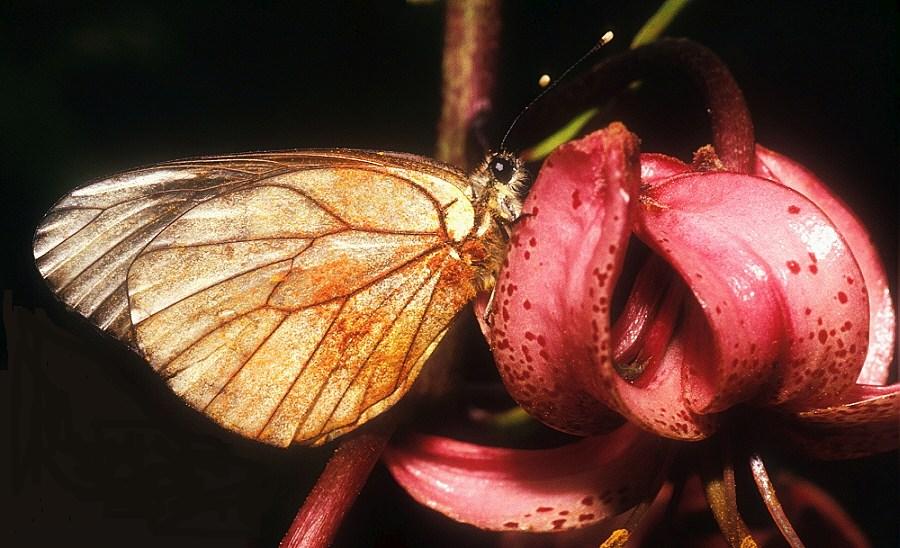 FARFALLA SU GIGLIO MARTAGONE