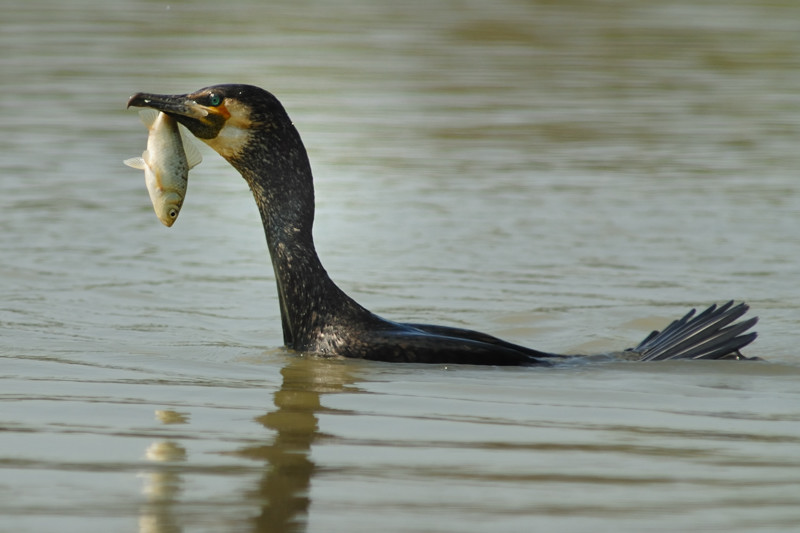 Cormorano con preda