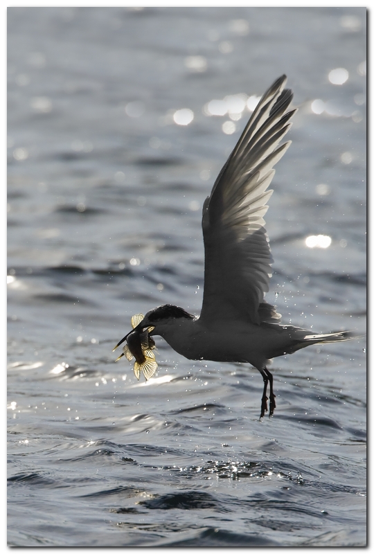 Controluce - Beccapesci